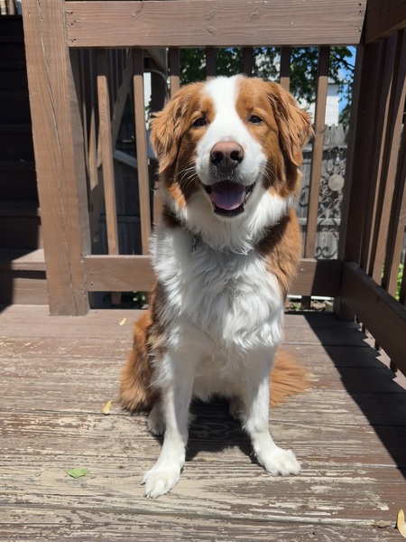 Entry image for Reggie. Clicking this image will show a larger photo