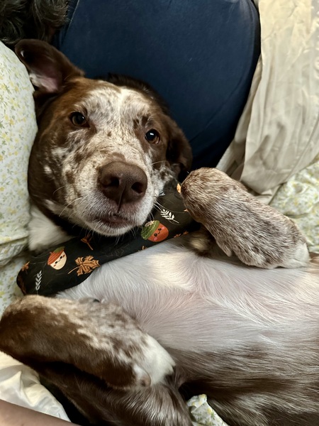Entry image for Scout. Clicking this image will show a larger photo