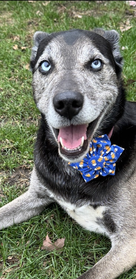 Entry image for Daisy. Clicking this image will show a larger photo