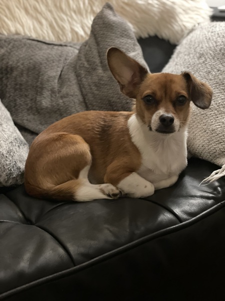 Entry image for Bagel. Clicking this image will show a larger photo