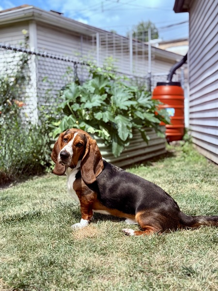 Entry image for Stanley. Clicking this image will show a larger photo