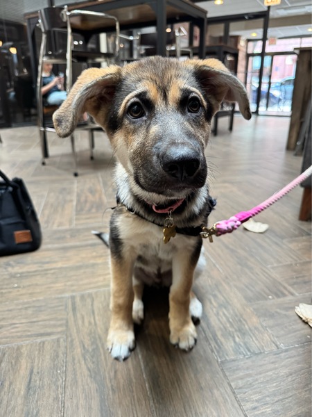 Entry image for Milo. Clicking this image will show a larger photo