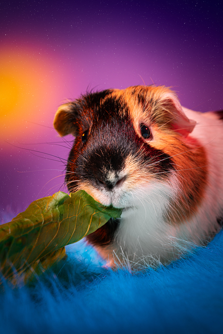 Entry image for Jean-Luc. Clicking this image will show a larger photo