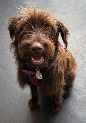 Entry image for Rosie. Clicking this image will show a larger photo