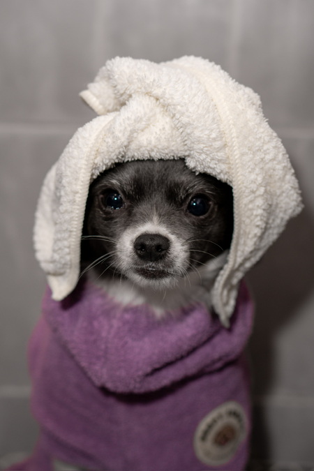 Entry image for Lulu. Clicking this image will show a larger photo