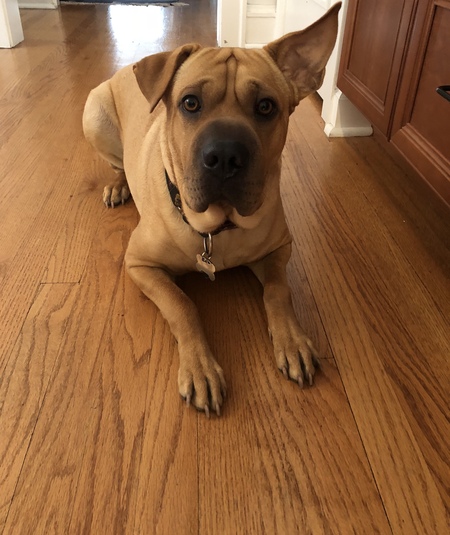 Entry image for Ruby. Clicking this image will show a larger photo