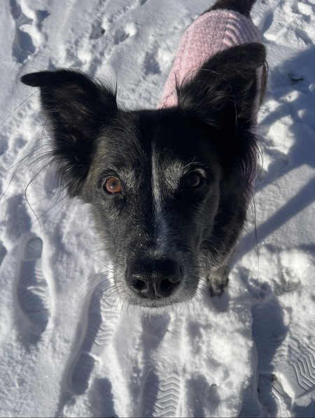 Entry image for Stella. Clicking this image will show a larger photo
