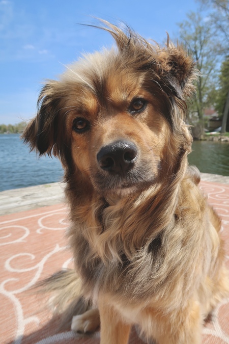 Entry image for Ollie. Clicking this image will show a larger photo