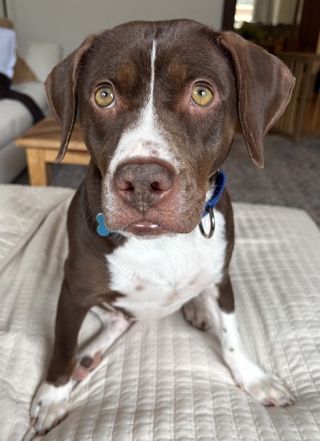 Entry image for Penny. Clicking this image will show a larger photo