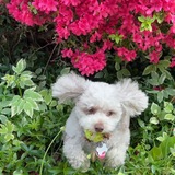 Entry image for Falkor