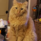 Entry image for Sir Nigel Fluffy Pants