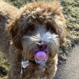Entry image for Ollie