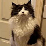 Entry image for Pippa