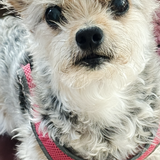 Entry image for Bailey