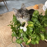 Entry image for Penny (Snitch when adopted)
