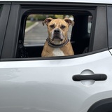 Entry image for Rosie