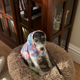 Entry image for Bailey 