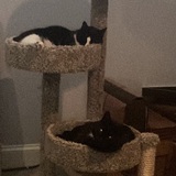 Entry image for Gunther & Chandler