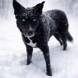 Entry image for Zeke