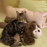 Entry image for Buddy