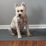 Entry image for Lola