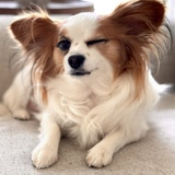 Entry image for Poppy