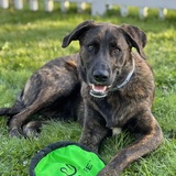 Entry image for Charlie