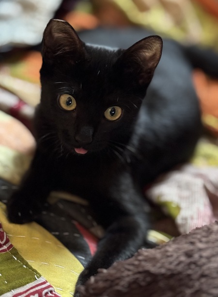 Entry image for Olive. Clicking this image will show a larger photo