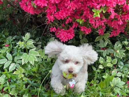 Entry image for Falkor. Clicking this image will show a larger photo