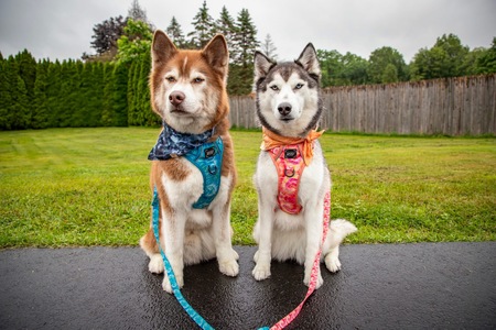 Entry image for Clover & Lilly. Clicking this image will show a larger photo