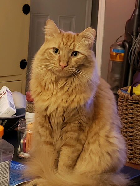 Entry image for Sir Nigel Fluffy Pants. Clicking this image will show a larger photo