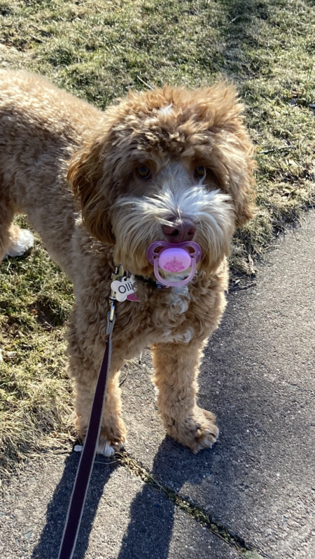 Entry image for Ollie. Clicking this image will show a larger photo