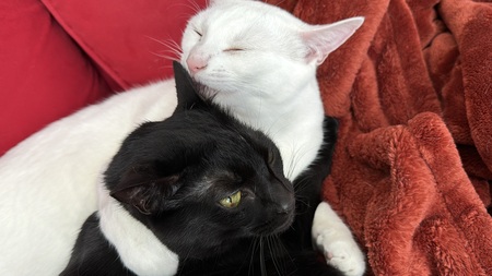 Entry image for Terra and Jinx. Clicking this image will show a larger photo