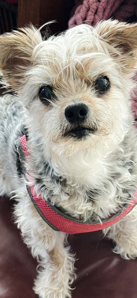 Entry image for Bailey. Clicking this image will show a larger photo