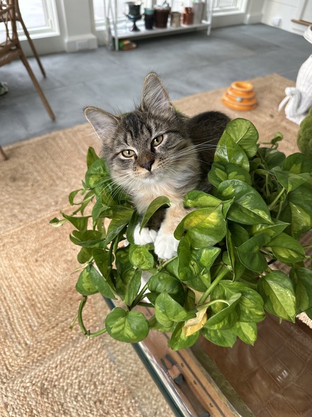 Entry image for Penny (Snitch when adopted). Clicking this image will show a larger photo
