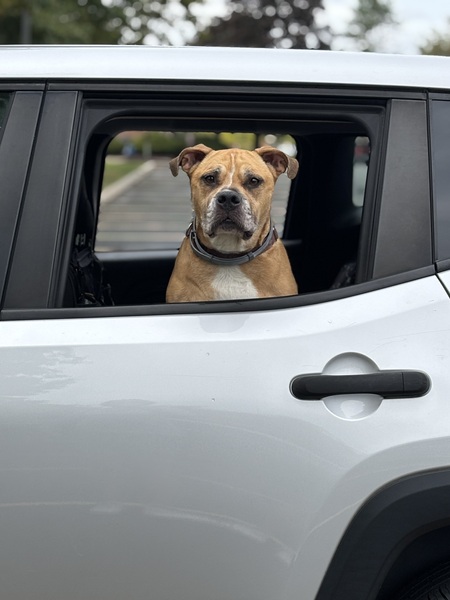 Entry image for Rosie. Clicking this image will show a larger photo