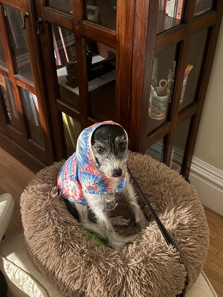Entry image for Bailey . Clicking this image will show a larger photo