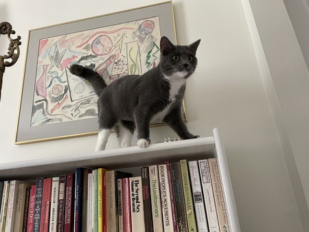 Entry image for Mitzie. Clicking this image will show a larger photo
