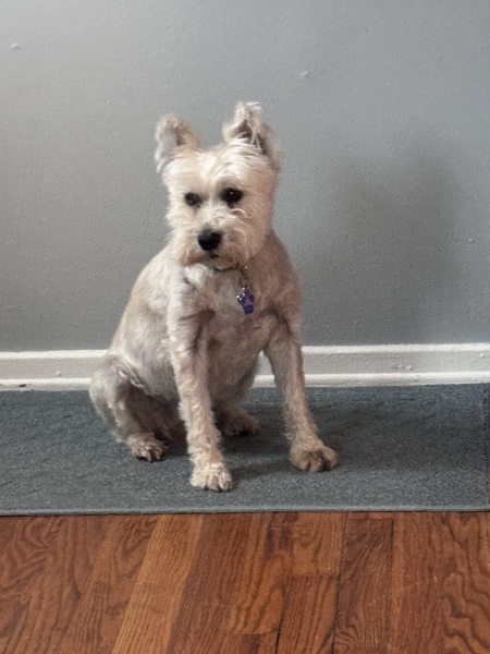 Entry image for Lola. Clicking this image will show a larger photo