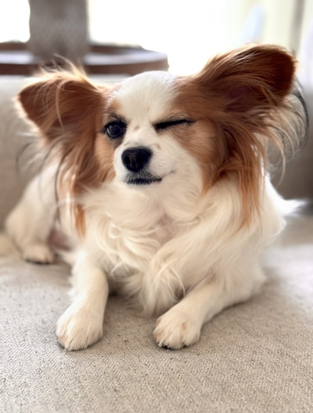 Entry image for Poppy. Clicking this image will show a larger photo