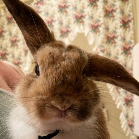 Entry image for Emmie. Clicking this image will show a larger photo