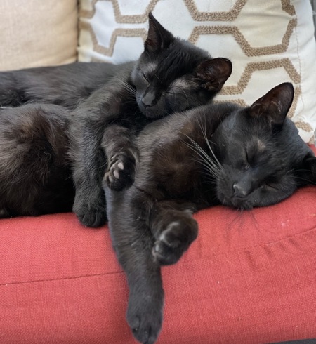 Entry image for Angelica and Phoebe. Clicking this image will show a larger photo