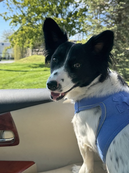Entry image for Cholula. Clicking this image will show a larger photo