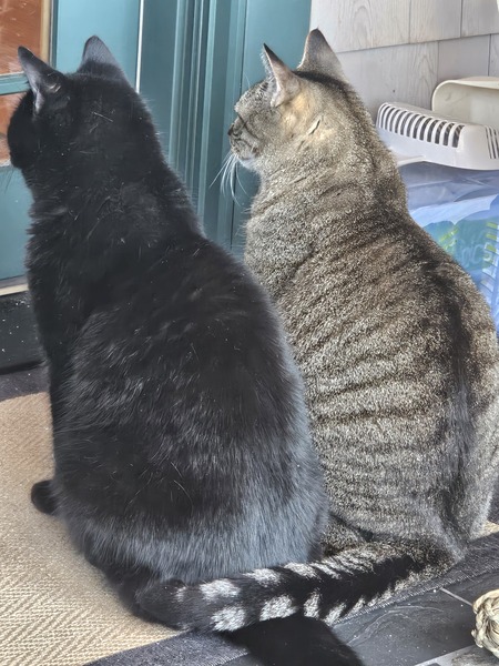 Entry image for Lola and Joey . Clicking this image will show a larger photo