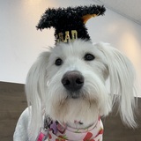 Entry image for Izzy 