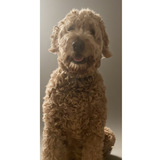 Entry image for Buddy