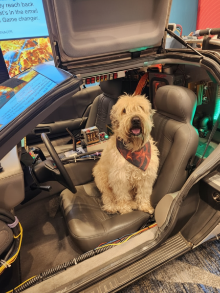 Entry image for Louie. Clicking this image will show a larger photo