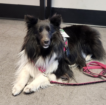 Entry image for Sadie. Clicking this image will show a larger photo
