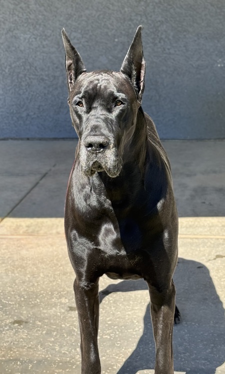 Entry image for Bane. Clicking this image will show a larger photo