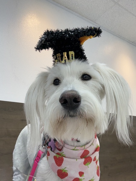 Entry image for Izzy . Clicking this image will show a larger photo